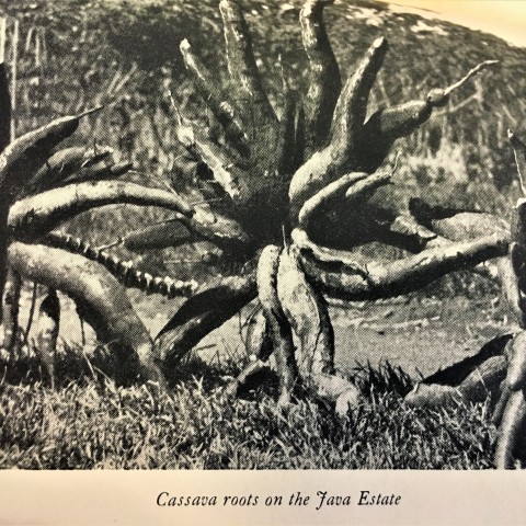 Cassava Roots on the Java Estate