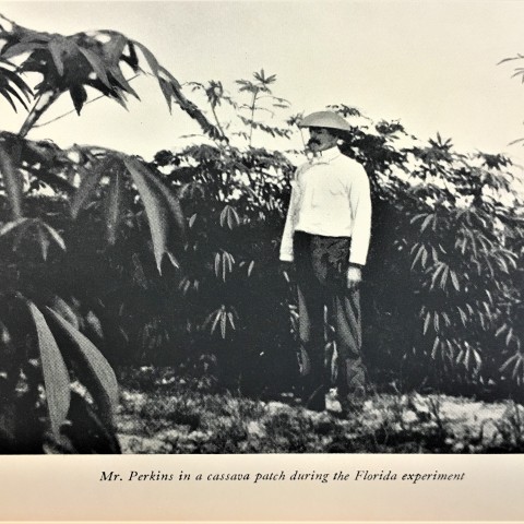 Mr. Perkins in a Cassava Patch during the Florida Experiment